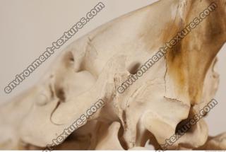 photo reference of skull 0016